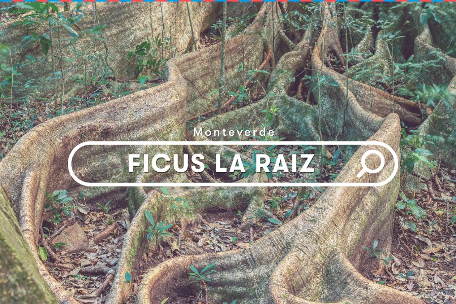 Costa Rica Explore: Ficus La Raiz